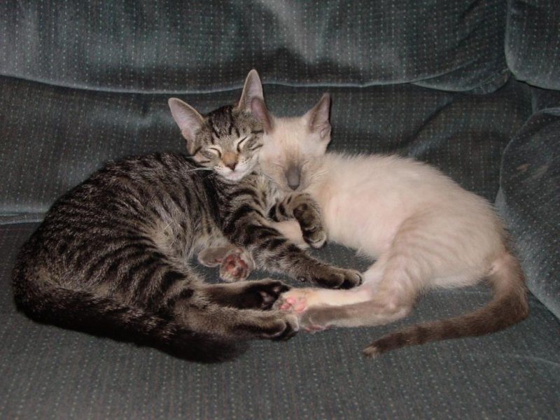 Leo and Chinus as kittens - Oct 2006b.JPG