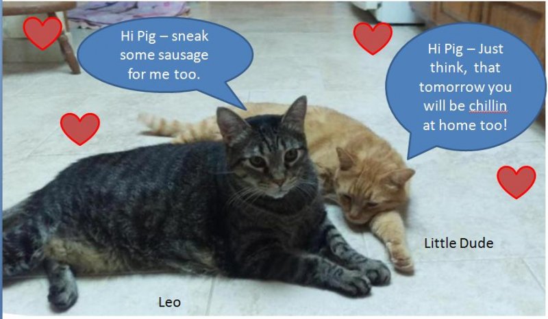Leo and LD on cool kitchen tile 05-11-2018c.jpg