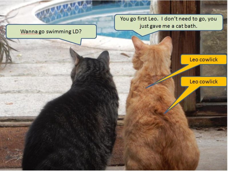 Leo and Little Dude - going swimming 07-31-2018.JPG