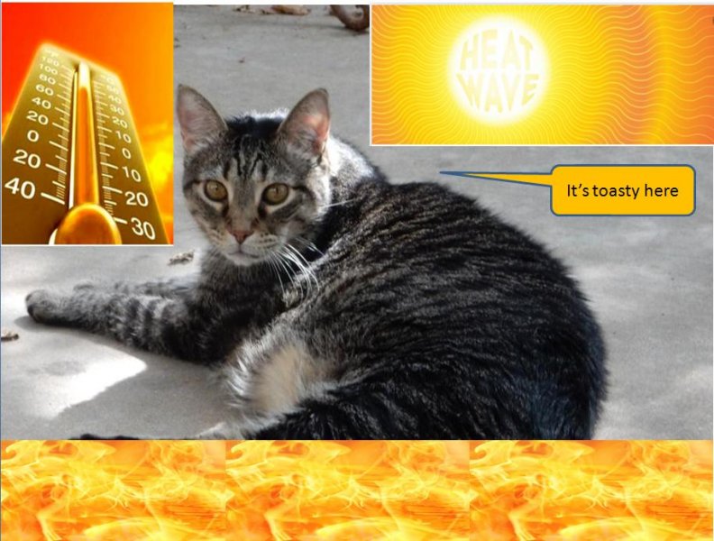 Leo is toasty.JPG