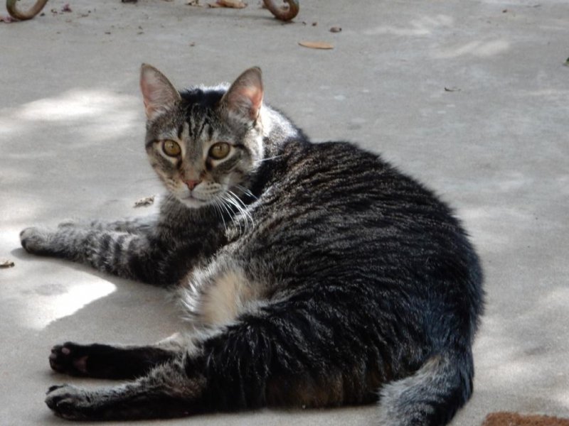 Leo on porch 06-24-2018b.jpg