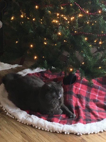 Leo under the Christmas tree!.JPG