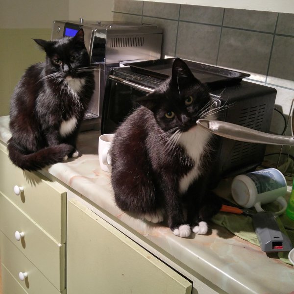 Little Brothers.jpg