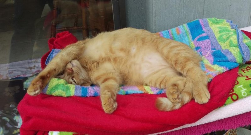 Little Dude 05-09-2019 - Relaxation state achieved b.jpg