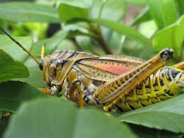 locust 1.jpg