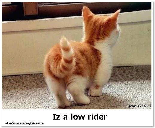 low rider Fergus.jpg