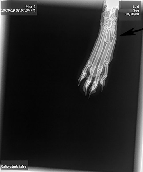 Luci_x-ray-copy-with arrow.jpg