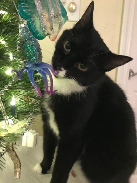 LuciChristmas2018.jpg