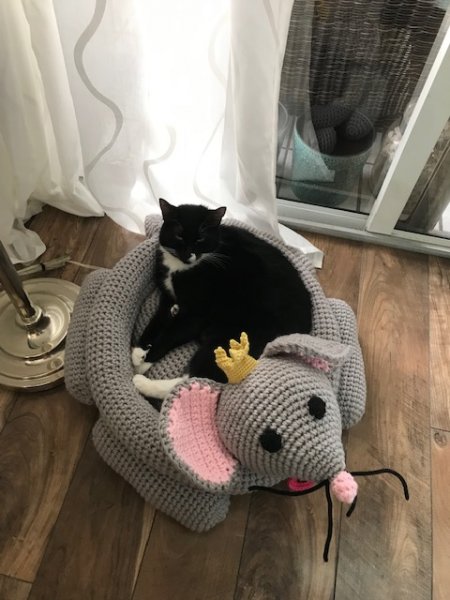 LuciInMouseBed3.jpg