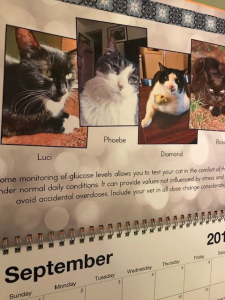 LuciSeptember2019Calendar.jpg