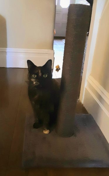 Lúnasa 14th Birthday Scratchy Pole.jpg