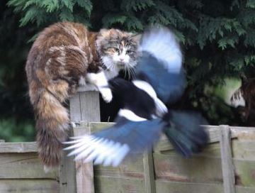 magpie.JPG