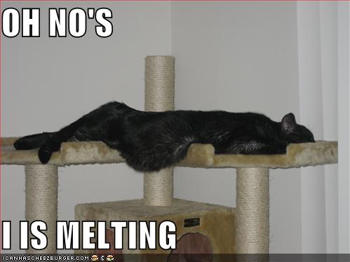 melting-black-cat-on-cat-tree.jpg