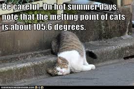 melting cats.jpeg