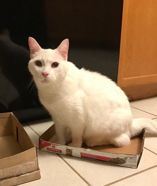 Merry box.jpg