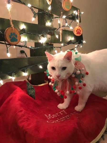 Merry cat Christmas 1.jpg