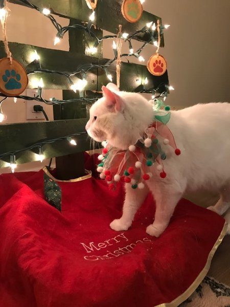 Merry Christmas tree.jpg
