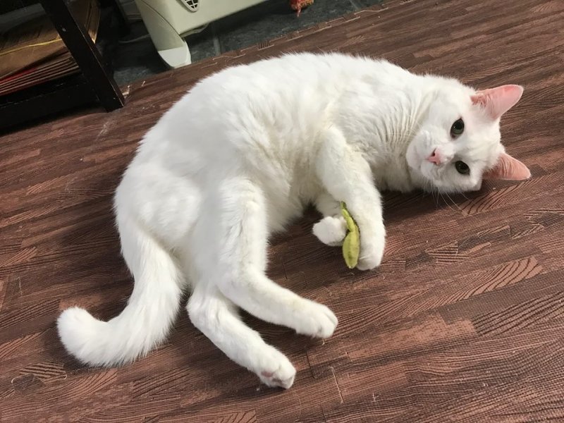 Merry playing 1 Jan 14 2018.jpg