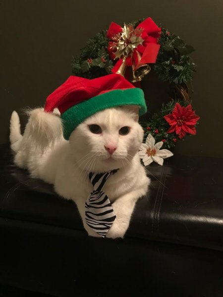 Merry with tie & xmas hat.jpg