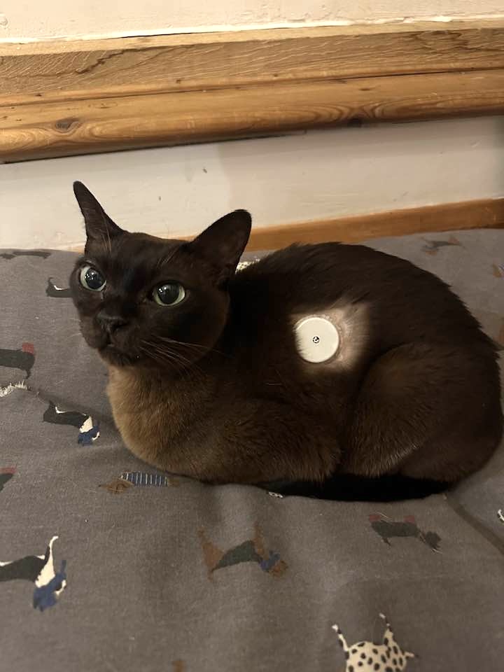 mia2.jpg