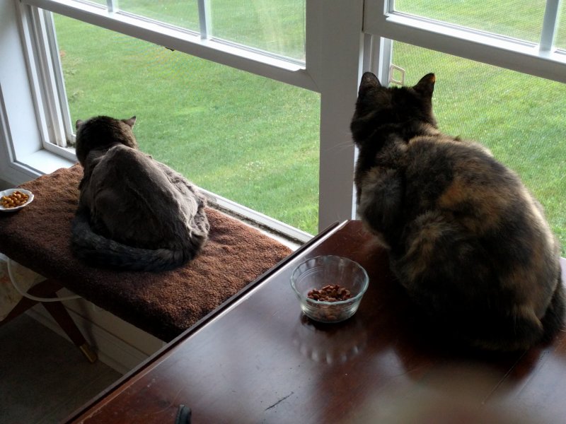 Mister and nala in a window july 29 2016.jpg
