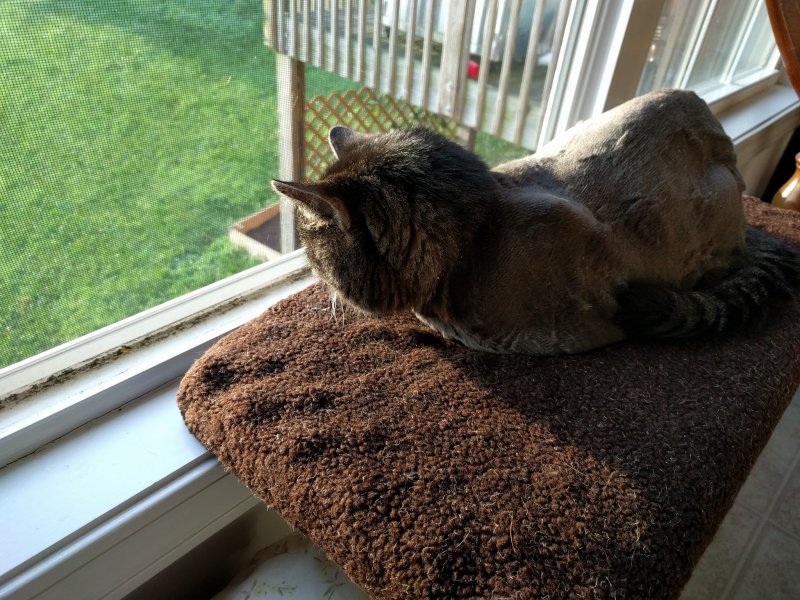 Mister in a window july 29 2016.jpg