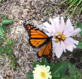 monarch1.jpg
