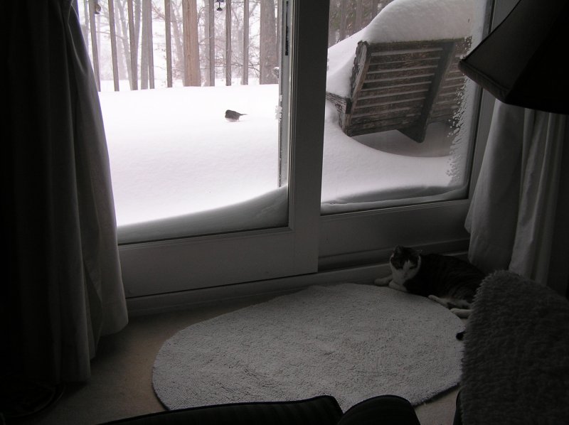 Monet in front of slider master room deck.JPG