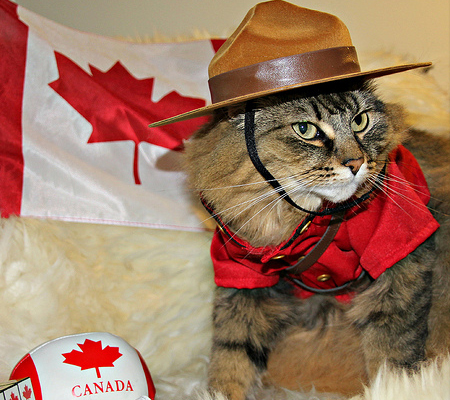 mounty-cat.jpg