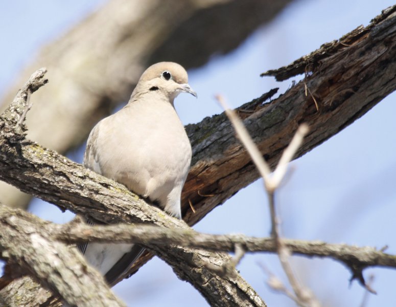 Mourning Dove.jpg