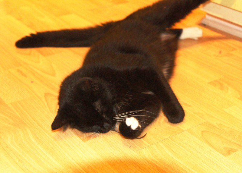 Mouse Kill.jpg