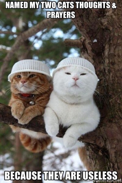 named-my-two-cats-thoughts-prayers-because-they-are-useless.jpg