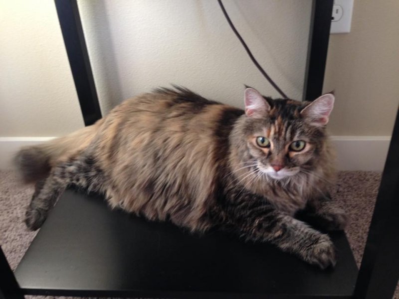 new kitty.jpg