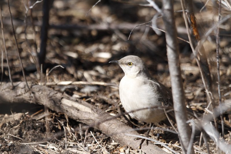 Northern mockingbird.jpg
