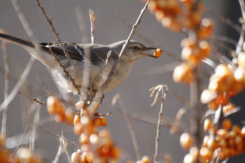 Northern mockingbird2.jpg