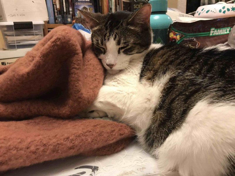 OberonSnoozin copy 2.jpg