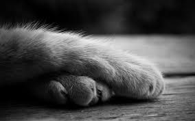 pawscrossed.png