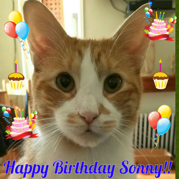 Photo Collage Maker_juRh4e.png