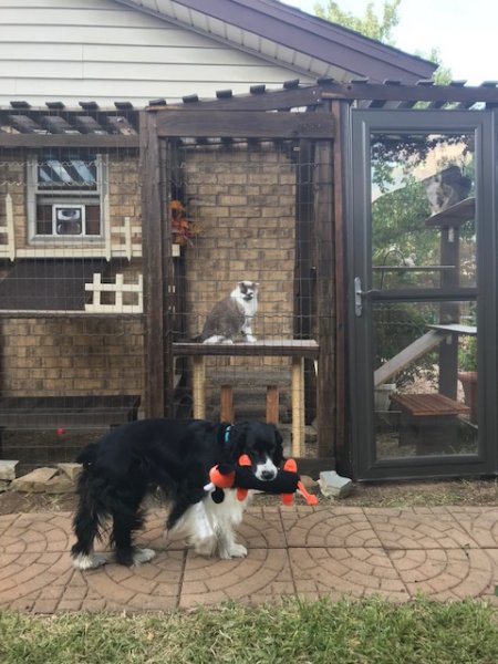 photobombing dog.jpg