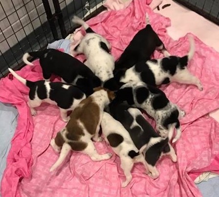 Puppy food.jpg