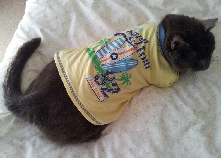 Purrdy surfer.jpg