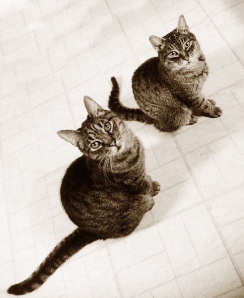 Queenie & Wilson.jpg