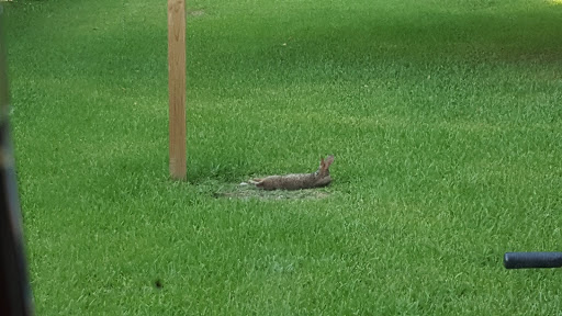 rabbit.jpg