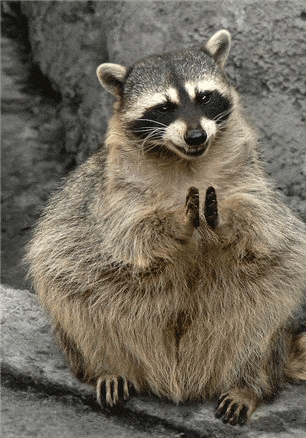 racoon.gif