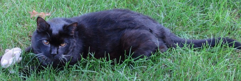 Ravan in Grass (2).JPG