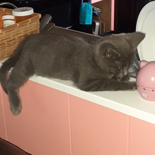 ray on the ledge.jpg