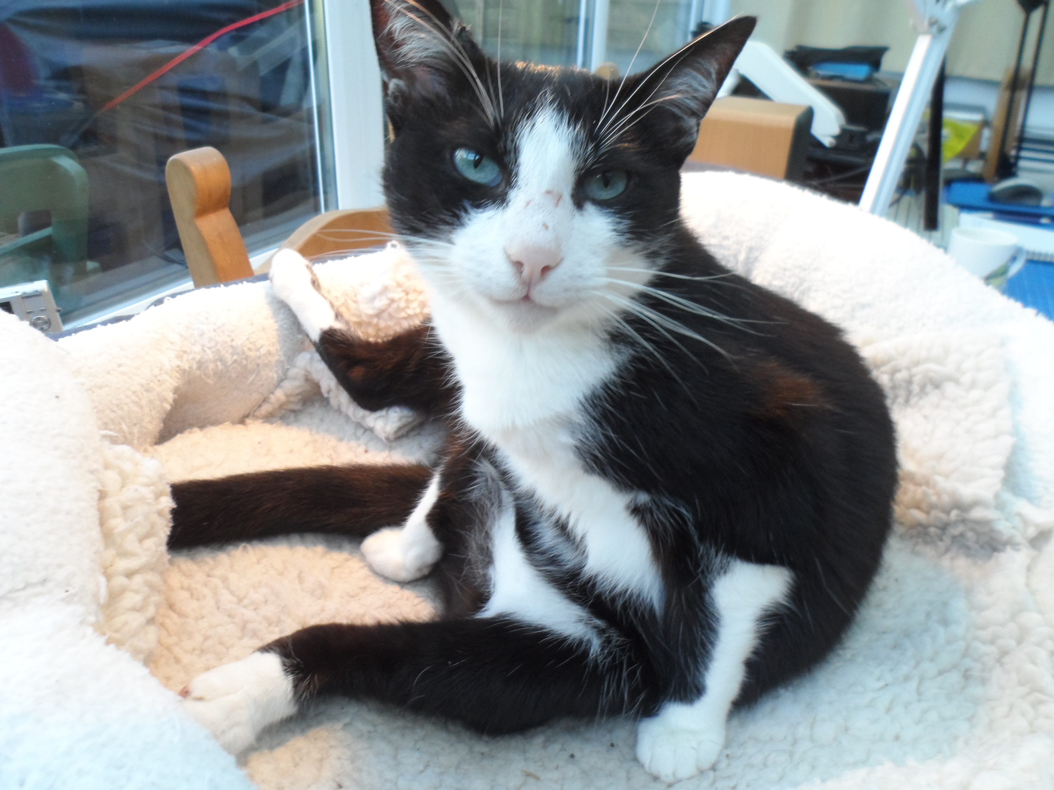 Ronny in his desk bed.jpg
