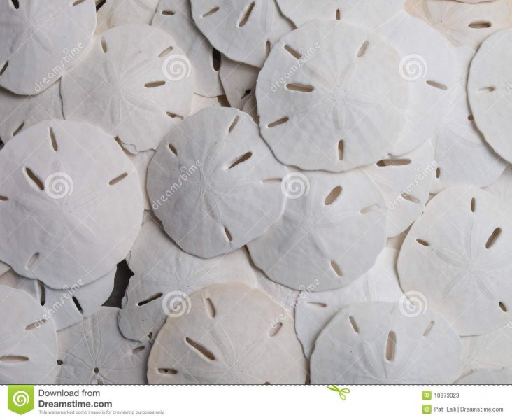 sand-dollar-background-21-10873023.jpg