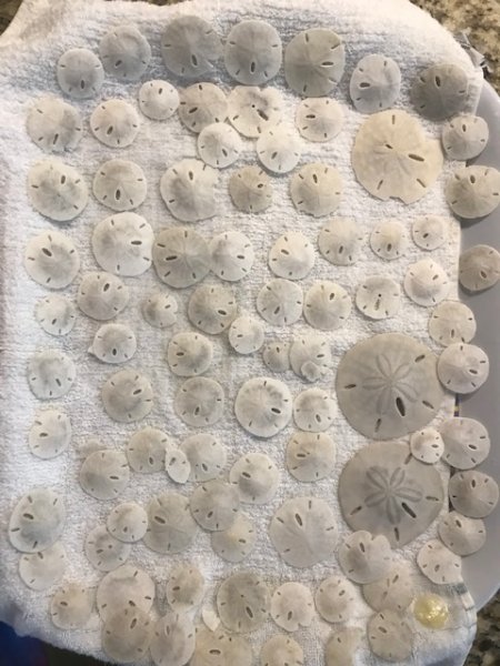 sanddollars.jpg