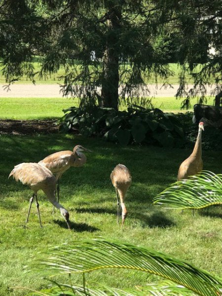 SandhillCranes1.jpg
